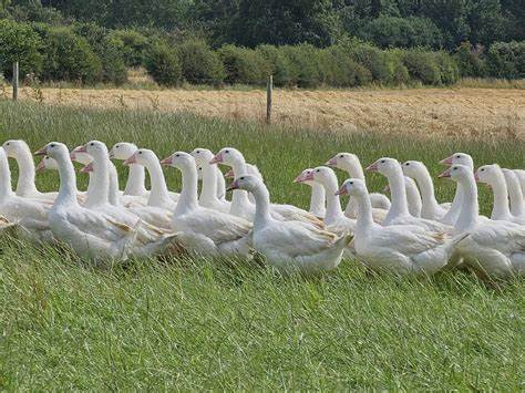 Free Range Local whole Goose £65 deposit to pay in advance